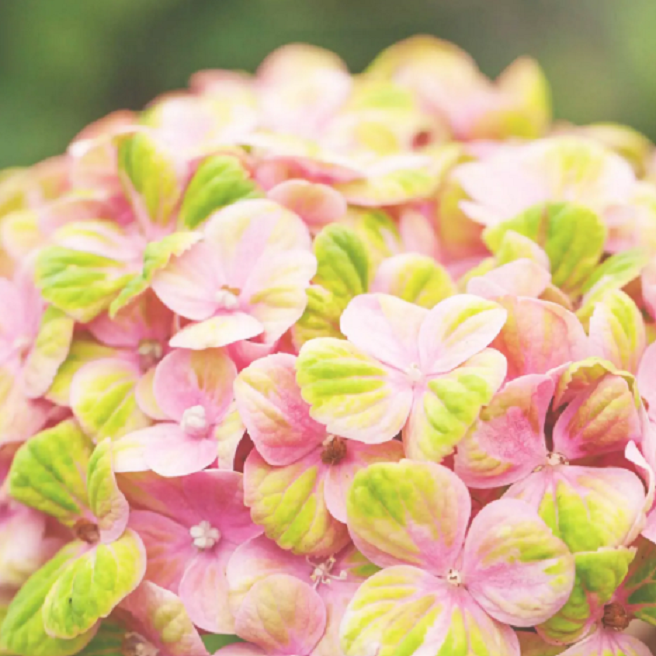 Гортензія крупнолиста 